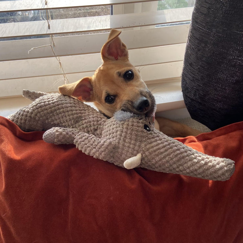 Plush - Extra sterk hondenspeelgoed leeuw, wolf of olifant